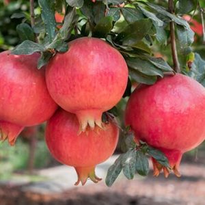 ৩ পিস বিদেশি আনারের মাতৃকলম চারা